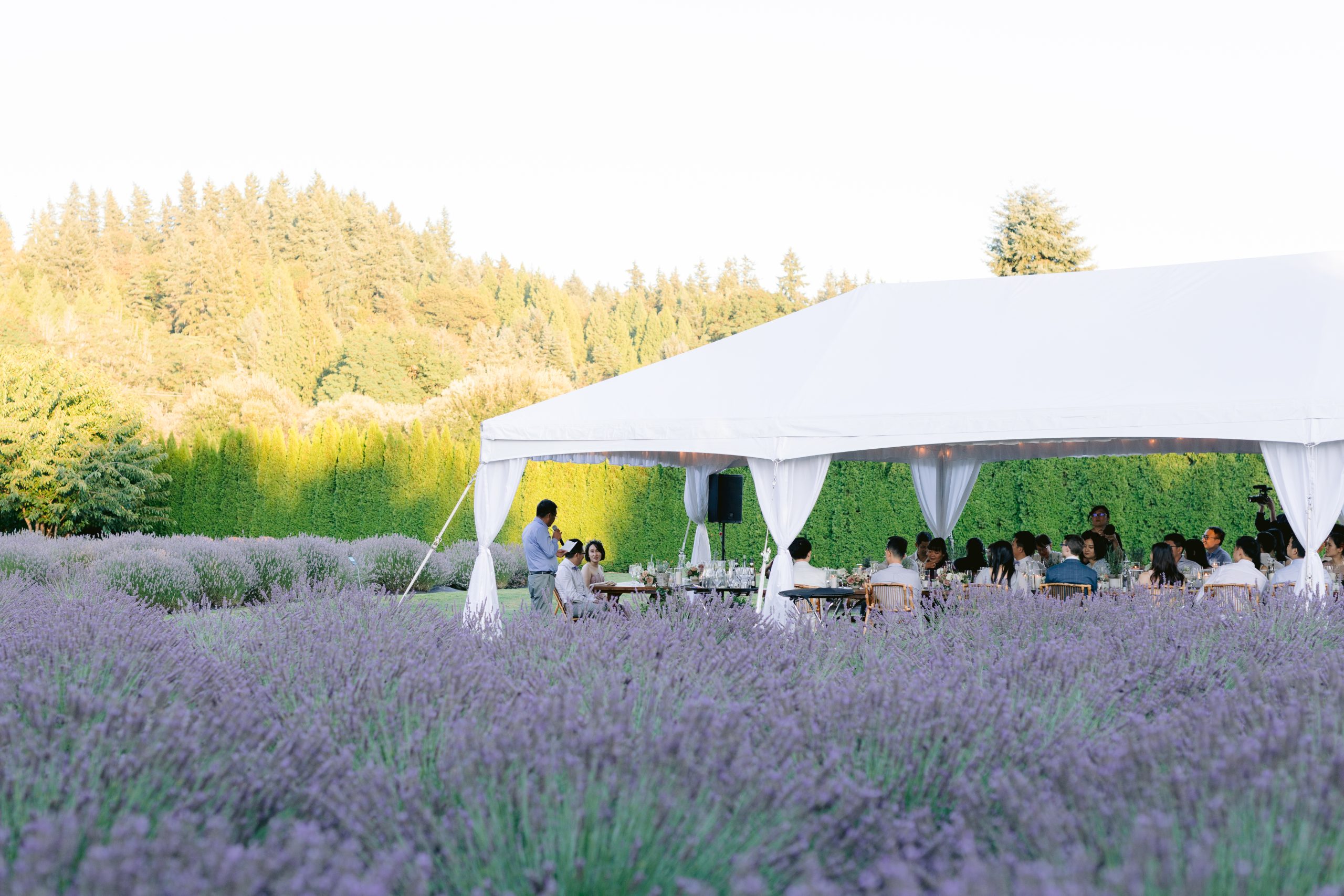 Lavendar Fields Alexander Party Rentals